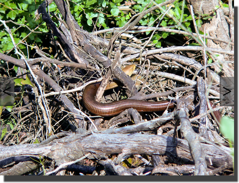 Pseudopus apodus